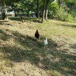 Oldham County Roofing