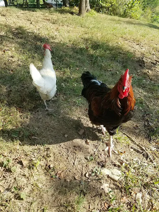 Oldham County Roofing Picture 3