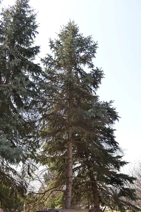 Cedar Preservation Specialists Picture 1