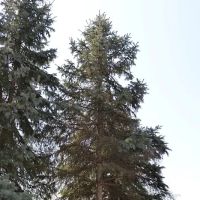 Cedar Preservation Specialists ico