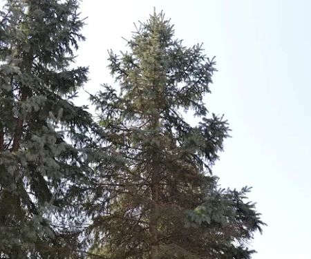 Cedar Preservation Specialists