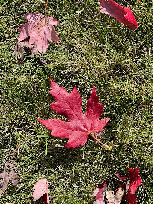 Dehling Voigt Inc. Picture 10