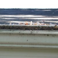 Eisenschink Daniel ico