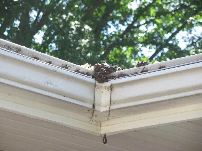 Eisenschink Daniel Picture 2