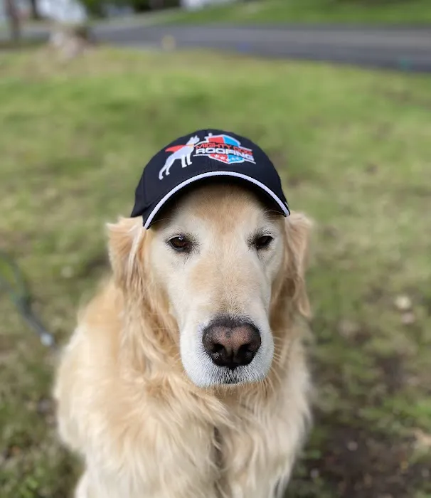 Mighty Dog Roofing MetroWest Boston Picture 1