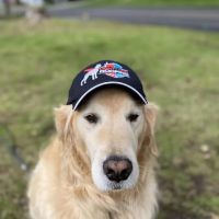 Mighty Dog Roofing MetroWest Boston ico