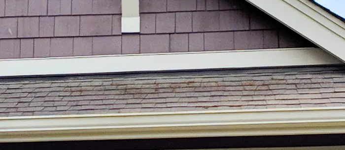 Pro-Long Roof Care Picture 2