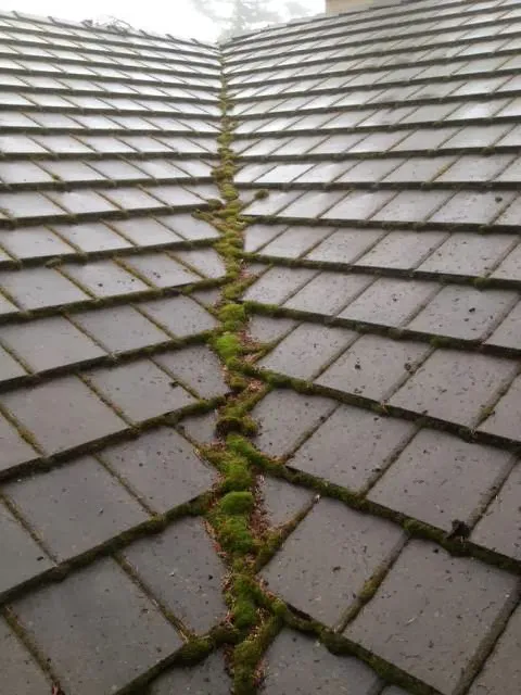 Specialized Exteriors Inc. Picture 1