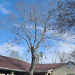 Texas Gold Roofing and More