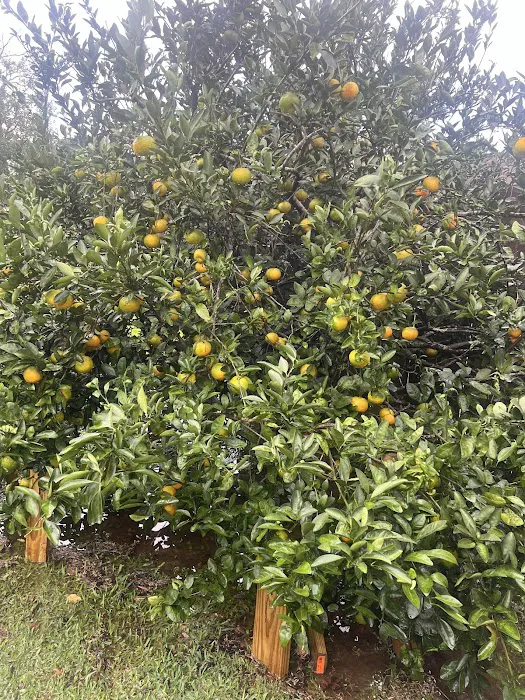 Roof Repair Services Picture 2