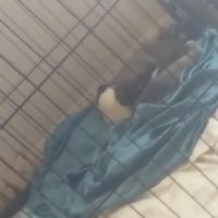 JIMENEZ GENERAL CONTRACTORS ico