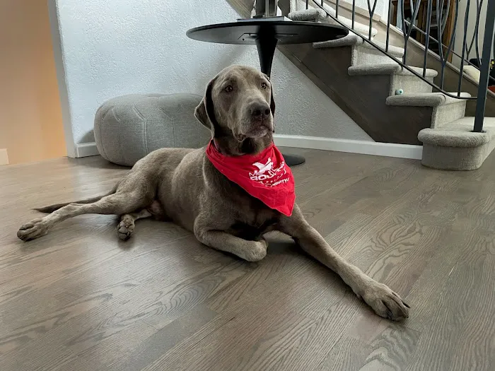 Mighty Dog Roofing of The Woodlands Picture 3