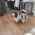 Dixie Roof Decks Inc