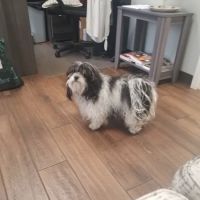 Dixie Roof Decks Inc ico