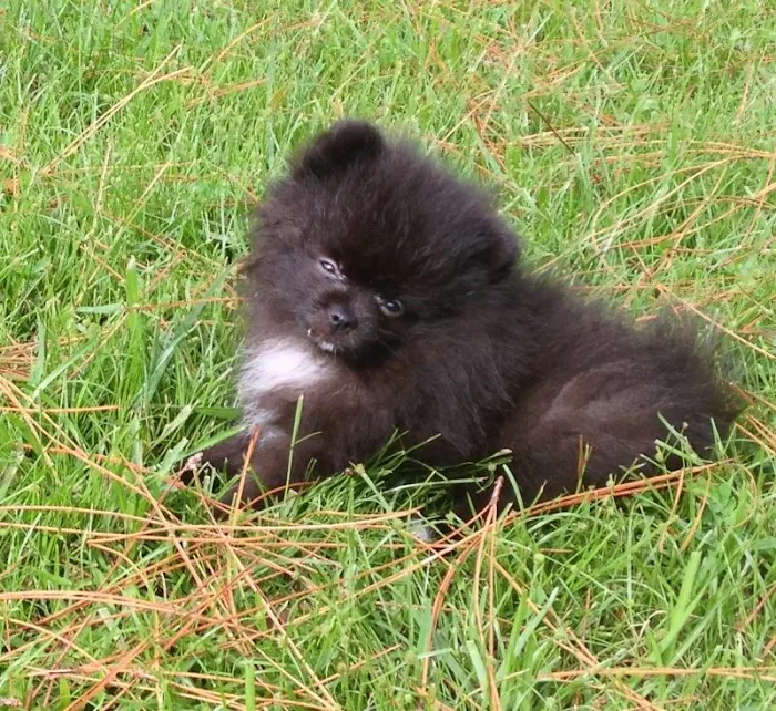 American Value Roofing LLC Picture 9