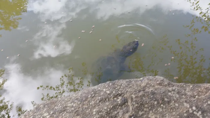 GMC Roofing Picture 2