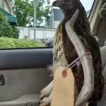 Esslinger Roofing Services Inc