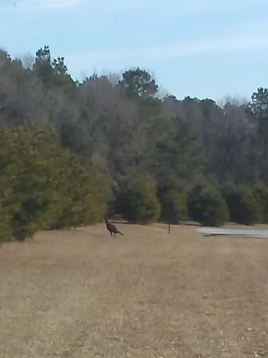 Hughes Home Repairs and Landscaping LLC Picture 1