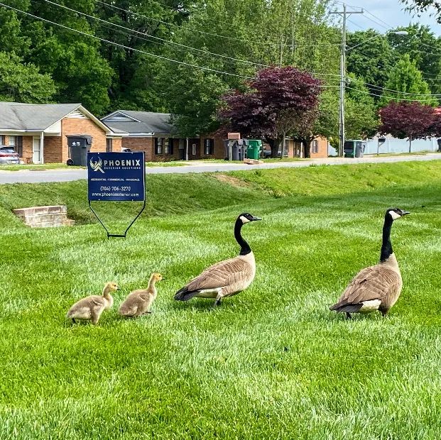 Phoenix Exterior Solutions Picture 6