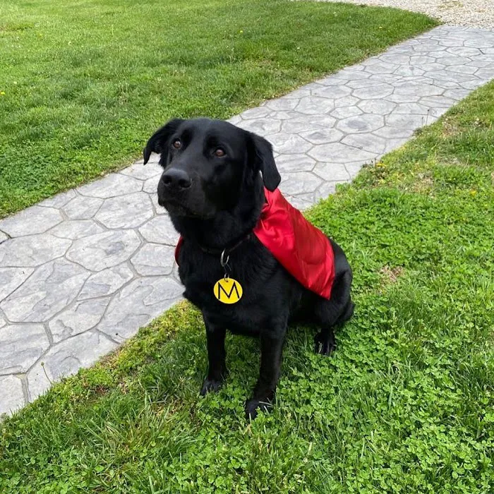 Mighty Dog Roofing of Charlotte Picture 2