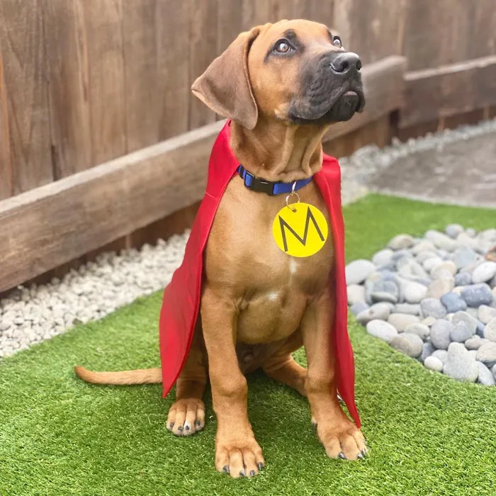 Mighty Dog Roofing of Charlotte Picture 4