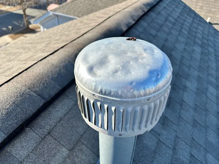 Cuban Bred Roofing Picture 8