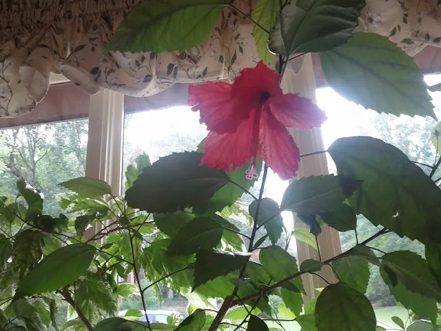 Dave's Roof Repair Picture 5