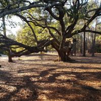 Sunrise Roofing LLC ico