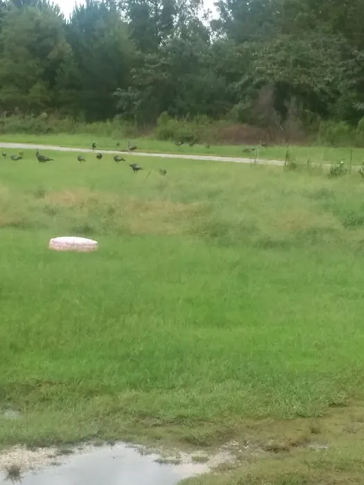 Brown Dale Roofing Picture 6