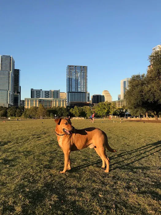 Reliance Roofing Picture 6