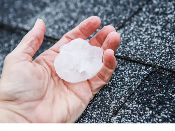 Pegasus construction Picture 4