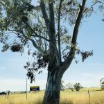 Petersen Weathershield Rofg