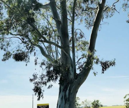 Petersen Weathershield Rofg