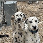 Black & White Roofing