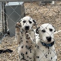 Black & White Roofing ico