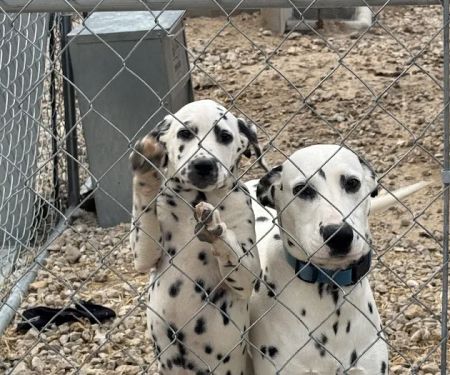 Black & White Roofing