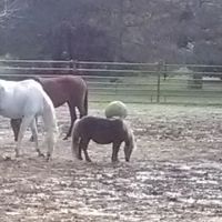 APEX CONSTRUCTION INC ico