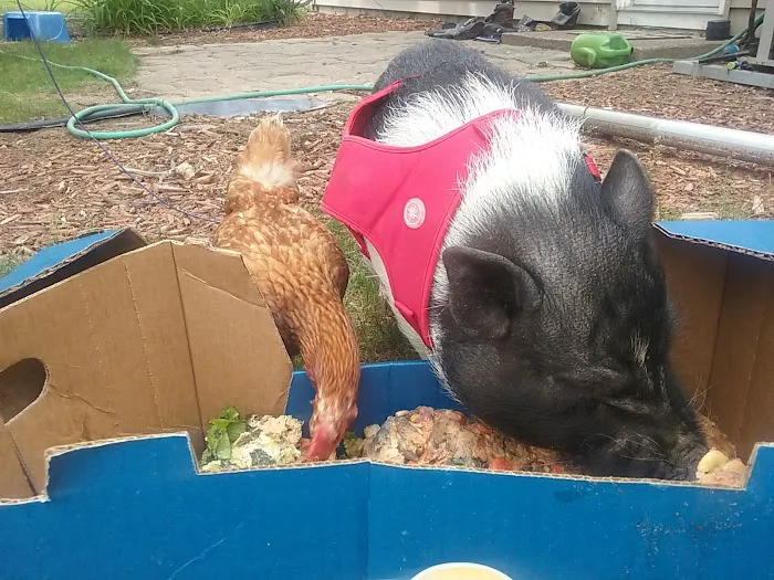 Carpentier Roofing, Inc. Picture 4