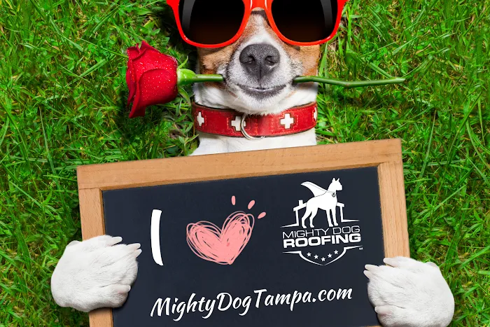Mighty Dog Roofing of West Tampa Picture 8