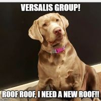 Versalis Group INC ico