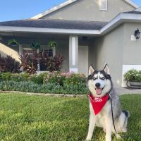 Mighty Dog Roofing ico