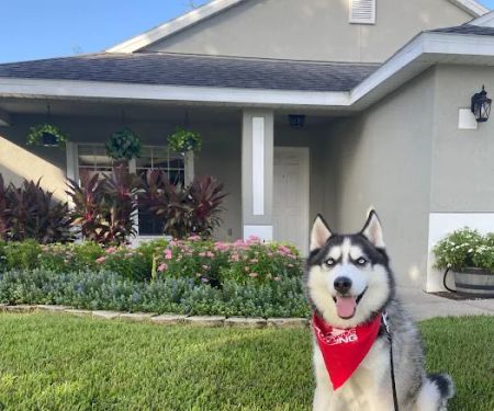 Mighty Dog Roofing