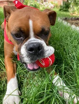 Mighty Dog Roofing of West Portland Picture 3