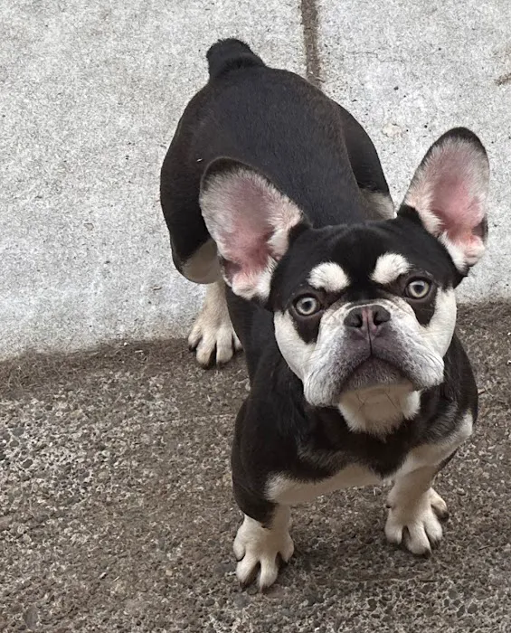 Aquarius Roofing LLC Picture 3