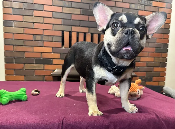 Aquarius Roofing LLC Picture 5