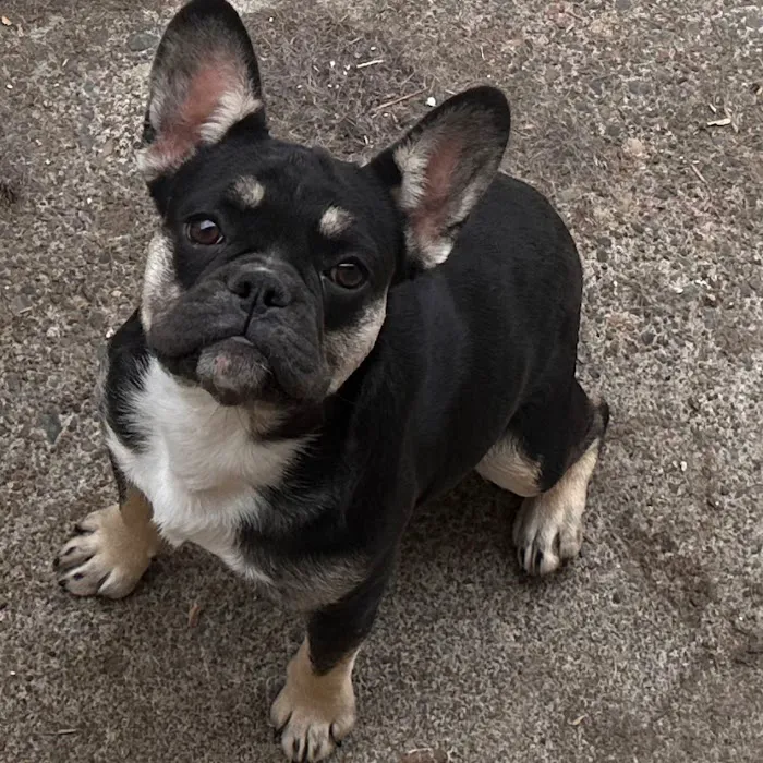 Aquarius Roofing LLC Picture 10