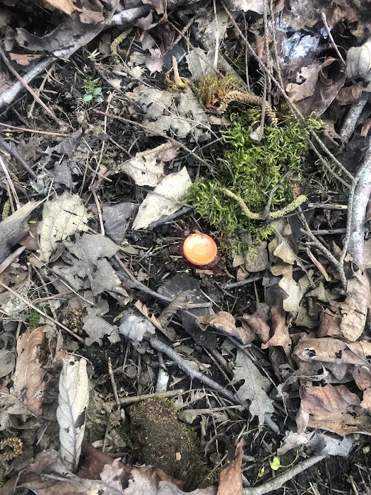 Carlson Roofing Company Inc Picture 8