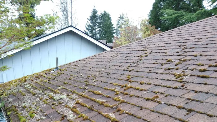 Alpha Roof Care Picture 4