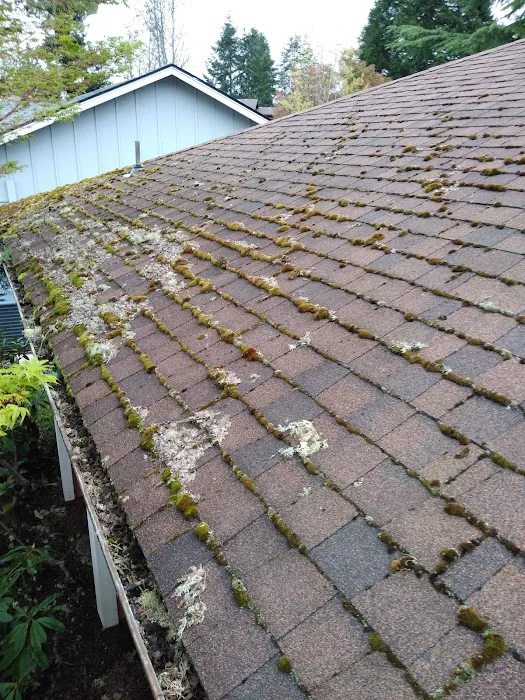 Alpha Roof Care Picture 3