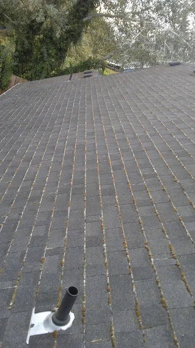 Alpha Roof Care Picture 1